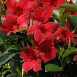 Dipladenia Rojo